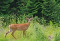 White-tailed Deer (Odocoileus virginianus)