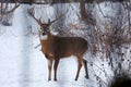 Buck with antlers licking nose - White-tailed deer in wintry setting - Odocoileus virginianus Royalty Free Stock Photo