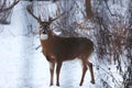 Buck with antlers 3 - White-tailed deer in wintry setting - Odocoileus virginianus Royalty Free Stock Photo