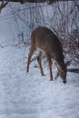 Doe - White-tailed deer browsing in wintry setting - Odocoileus virginianus