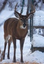 Buck with antlers and open mouth 2 - White-tailed deer in wintry setting - Odocoileus virginianus