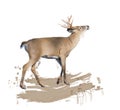 White-tailed deer painting