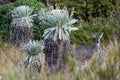 White-tailed deer Paramo de Oceta Espeletia Frailejones Mongui B Royalty Free Stock Photo