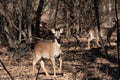 White-tailed deer pausing as it walks through a clearing