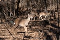 White-tailed deer pausing in clearing while herd passes behind