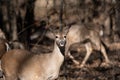 White-tailed deer pausing in sunlight while others walk past