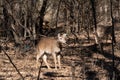 White-tailed deer pausing to look at something in the woods