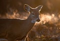 White Tailed Deer Royalty Free Stock Photo