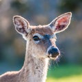 White tailed deer portrait Royalty Free Stock Photo