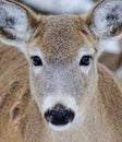 White-tailed deer portrait Royalty Free Stock Photo