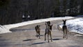 White-Tailed Deer on road in Winter