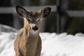 White-tailed deer roaming free in the Canadian forest