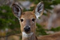 White-tailed deer roaming free in the Canadian forest