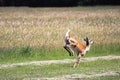 A White-tailed Deer Running Away In A Field