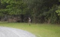 White-Tailed Deer Running through a Forest Royalty Free Stock Photo