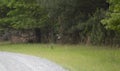White-Tailed Deer Running through a Forest Royalty Free Stock Photo