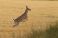 White-tailed deer rutting season