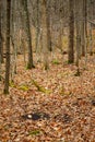 White-tailed deer scrape and licking branch Royalty Free Stock Photo