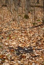 White-tailed deer scrape and licking branch