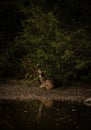 White-tailed deer sitting on the ground with trees by lake water at night Royalty Free Stock Photo
