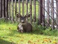 White tailed deer sitting in the yard Royalty Free Stock Photo