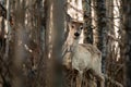 White Tailed Deer Sneaking through the Forest Royalty Free Stock Photo