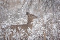 White-tailed Deer in the Snow