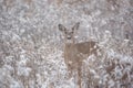 White-tailed Deer in the Snow