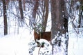 White-tailed deer in snow wood