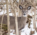 White-tailed Deer in Snowy Woods Royalty Free Stock Photo