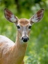 White-tailed deer Royalty Free Stock Photo