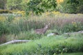 A White-tailed Deer stag standing still in Toronto's Humber Arboretum