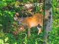 White-tailed deer stag in the woods Royalty Free Stock Photo
