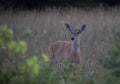 A White-tailed deer standing on alert in a tall grassy meadow in Canada Royalty Free Stock Photo