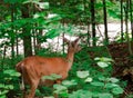 White-tailed deer standing in the forest with green plants and trees Royalty Free Stock Photo