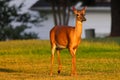 White-tailed deer standing on grassland at sunset with blur trees background Royalty Free Stock Photo