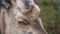 White-tailed deer standing in a grassy field, gazing upward with its head close to the ground Royalty Free Stock Photo