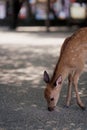 White tailed deer stands on a sidewalk while nibbling on a snack