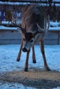 White-Tailed Deer in Suburban Backyard III - Odocoileus virginianus