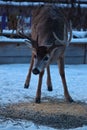 White-Tailed Deer in Suburban Backyard IV - Odocoileus virginianus