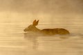 White-tailed Deer Swimming