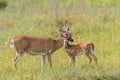 White tailed deer taking care of fawn Royalty Free Stock Photo