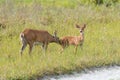 White tailed deer taking care of fawn Royalty Free Stock Photo