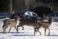 White-Tailed Deer in town during Winter