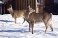 White-Tailed Deer in town during Winter