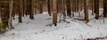 White-tailed deer tracks going in and out of private wooded land with posted no hunting or trespassing sign Royalty Free Stock Photo