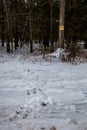 White-tailed deer tracks going in and out of private wooded land with posted no hunting or trespassing sign Royalty Free Stock Photo
