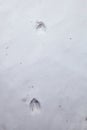 White-tailed deer tracks in the snow