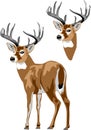 White tailed deer vector