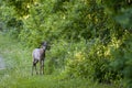 White-tailed deer with velvet antlers foraging in the park